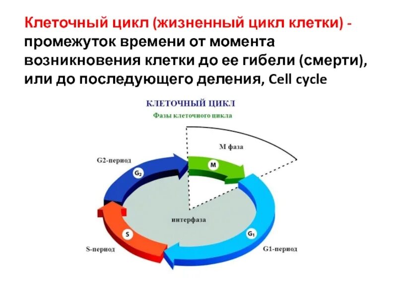 Схема стадий жизненного цикла клетки. Фазы клеточного цикла схема. Жизненный цикл клетки g1. Клеточный цикл g0. Жизнь клетки до ее деления