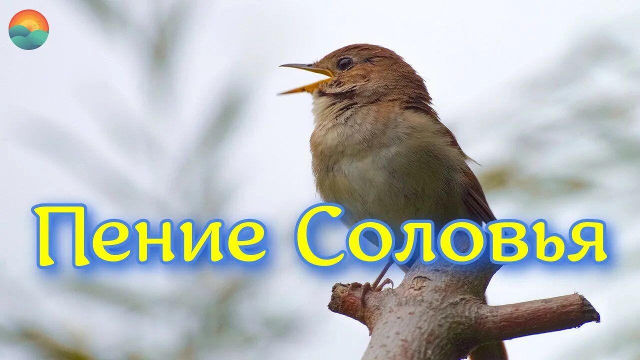 Поставь пение соловьев. Пение птиц в лесу релакс.