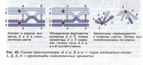 Сколько молекул днк содержится в биваленте