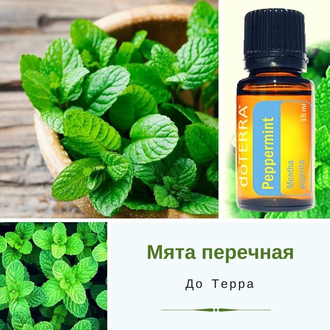 Перечная мята DOTERRA. Мята эфирное масло ДОТЕРРА. Эфирное масло перечная мята DOTERRA. Перечная мята Mentha piperita doterr.