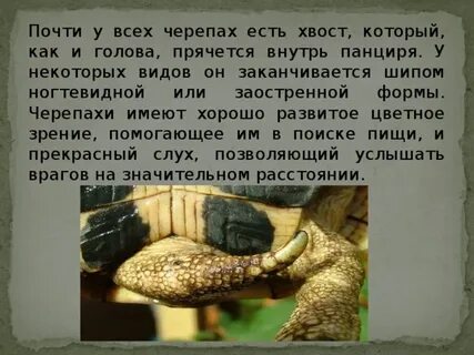 Черепаха во сне к чему снится