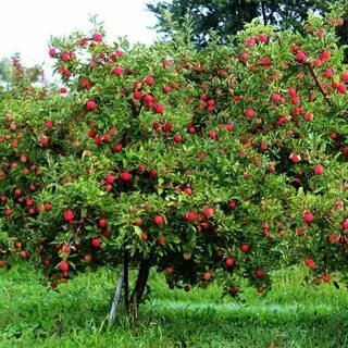 Карликовый сад фото