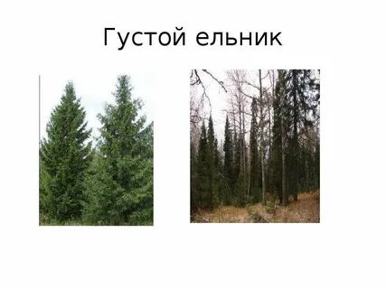 Есть слово ельник