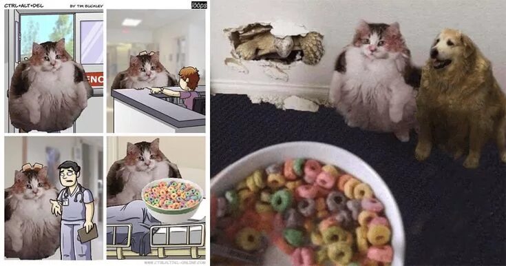 Loops cat. Loops мем. всратыш кот. fruit cat meme.