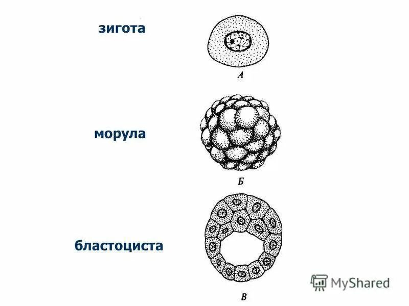 Перенос зиготы. Зигота морула бластоциста. зигота морула бластула. дробление зиготы бластоциста. морула бластоциста эмбриобласт и трофобласт.