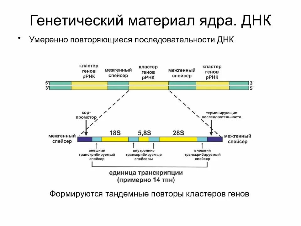 Кодирующая последовательность гена