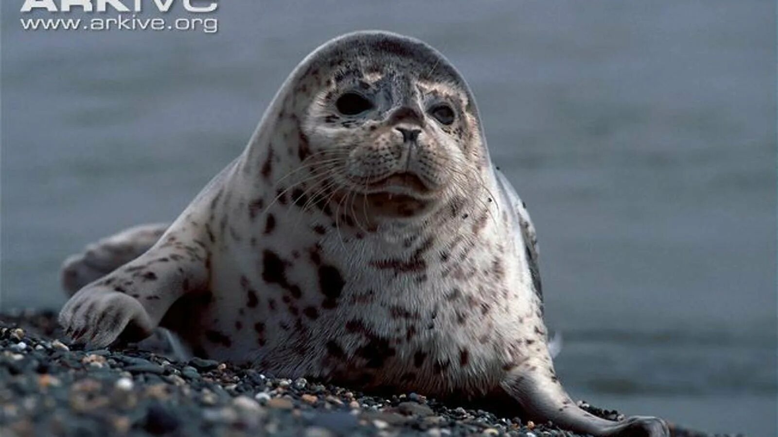 горбоносый тюлень 5 букв. длинномордый тюлень 5. ластоногие кильдин. серый длинномордый тюлень тевяк. тюлень крабоед в антарктиде.