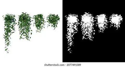 Вьется 1