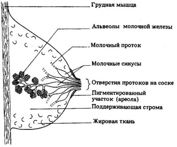 В каких железах вырабатывается молоко