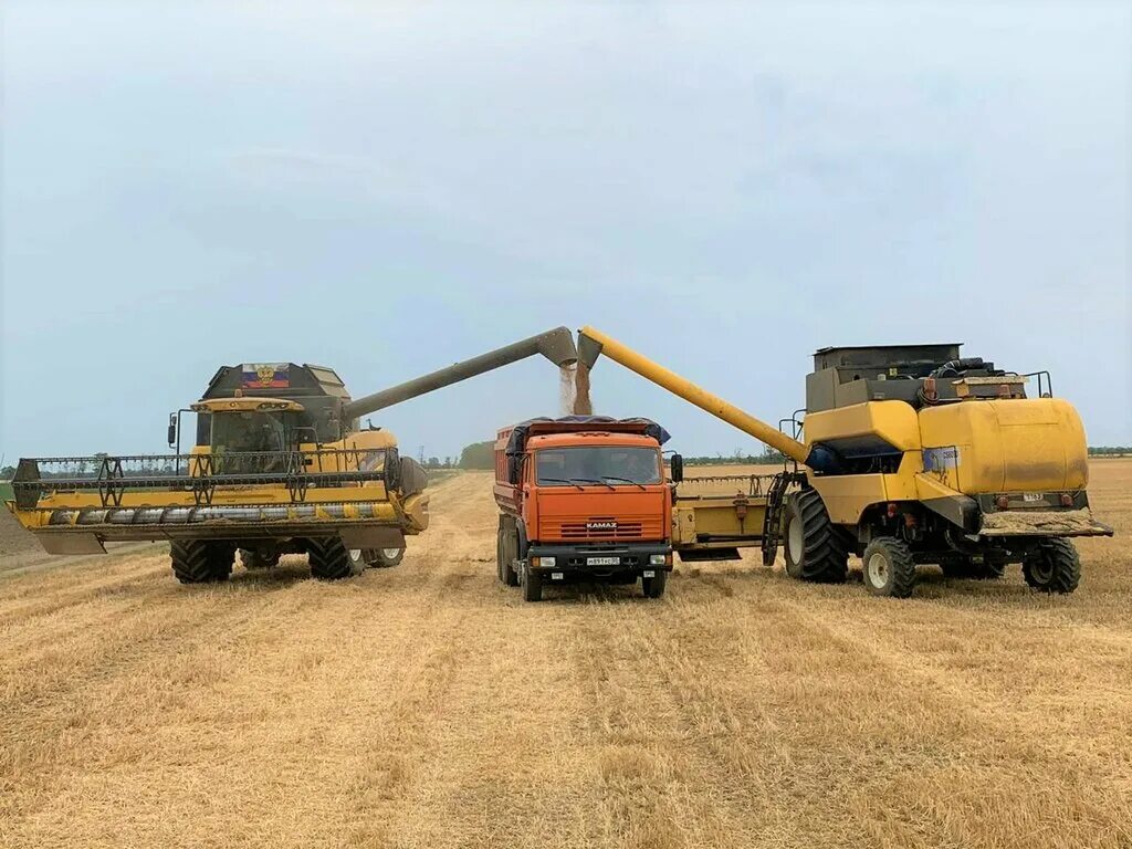 краснояружская зерновая компания уборка пшеницы. сельскохозяйственного предприятия рассвет. ооо рассвет. агрофирма логотип. озимая пшеница сорт новоершовская.