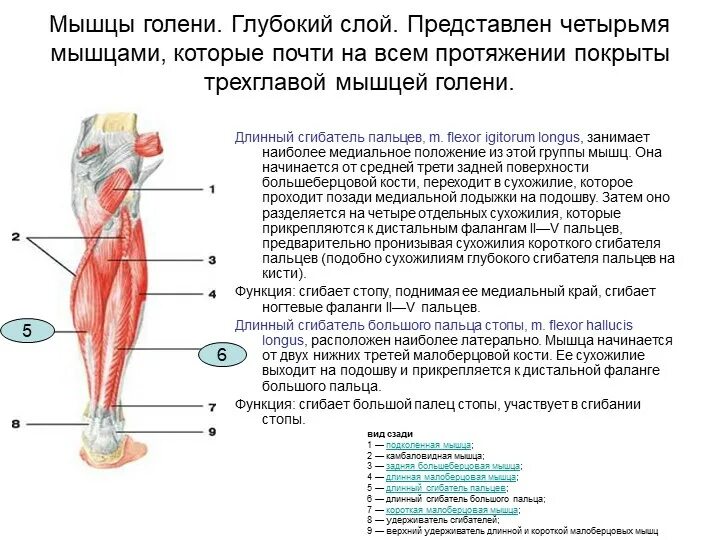 Описание голени. Мышцы сгибатели голени анатомия. глубокие мышцы голени задней группы. длинный сгибатель пальцев голени. мышцы сгибающие голень.