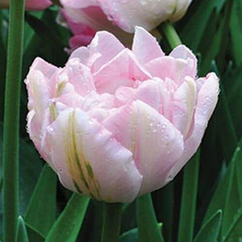 Tulip 'Finola' - Beautiful Dark Shades for Your Garden