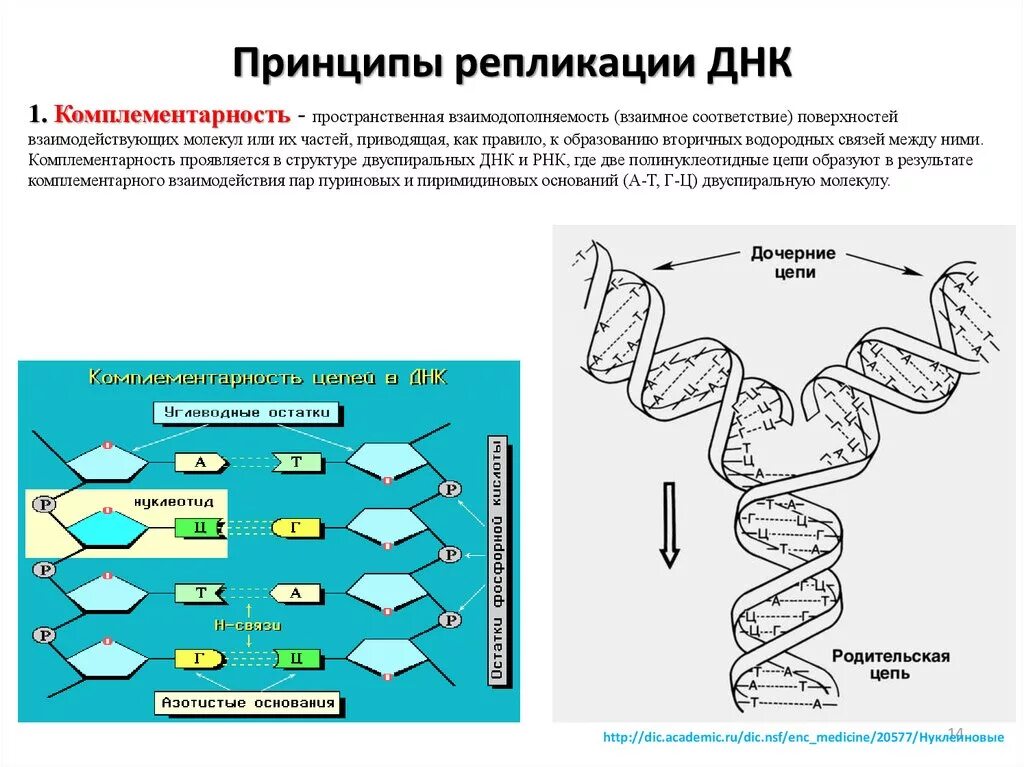 Образование новой днк. Схема репликации молекулы ДНК. Репликация ДНК Цепочки. Принципы репликации ДНК комплементарность. Принципы репликации ДНК биология 10 класс.