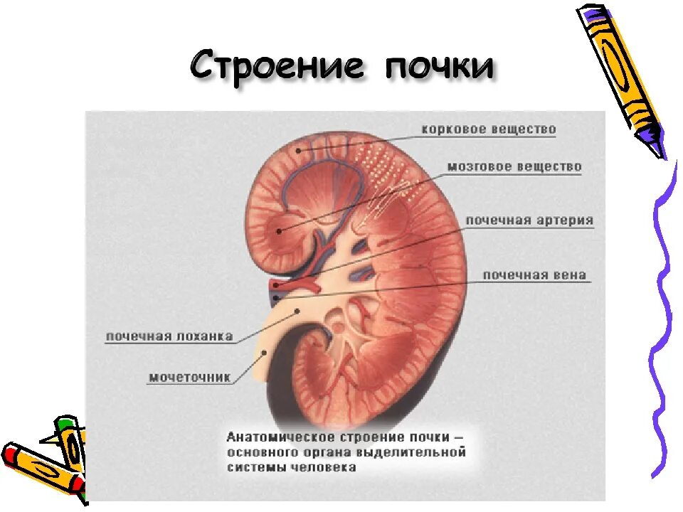 Почечные глаза
