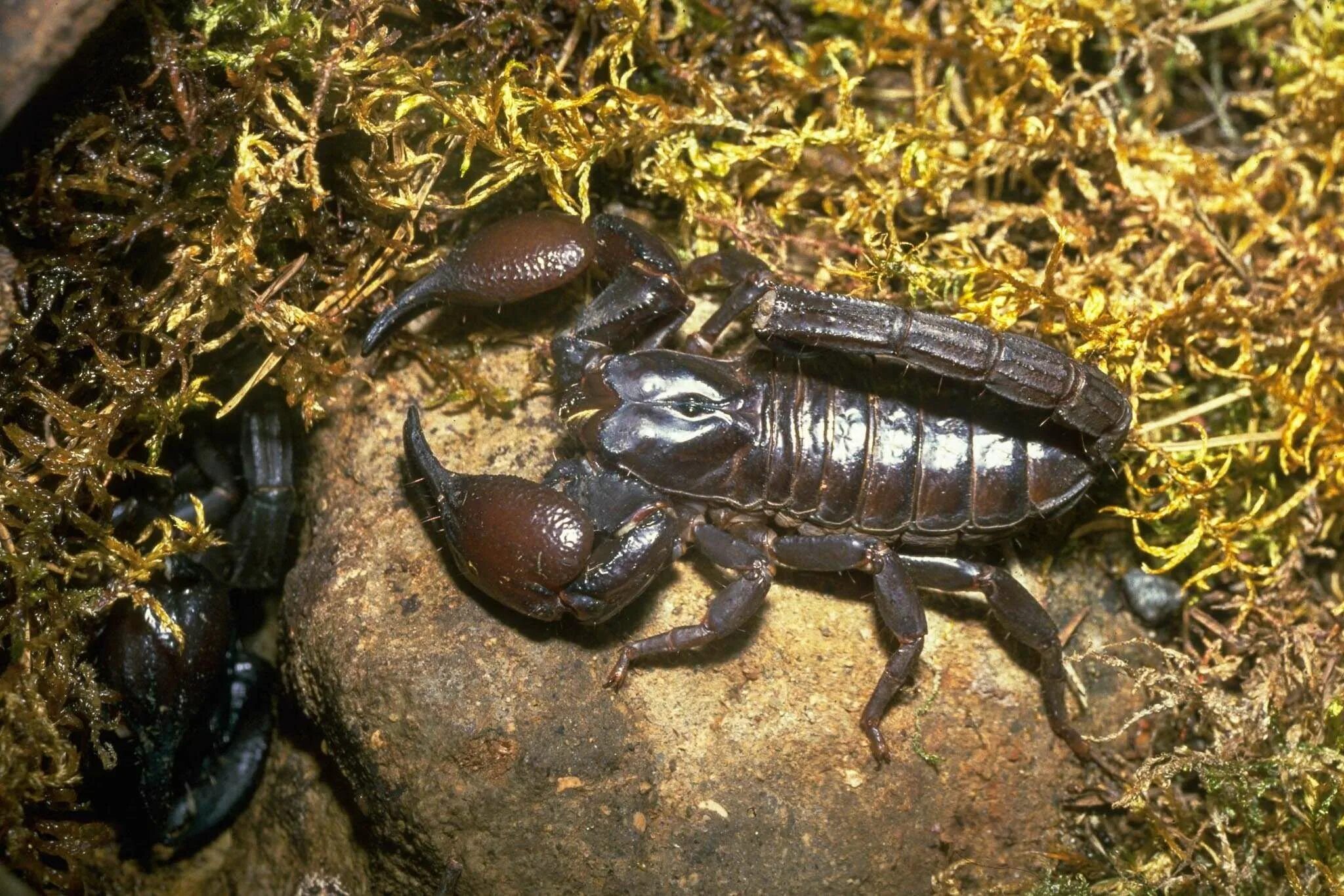 Скорпион абхазский