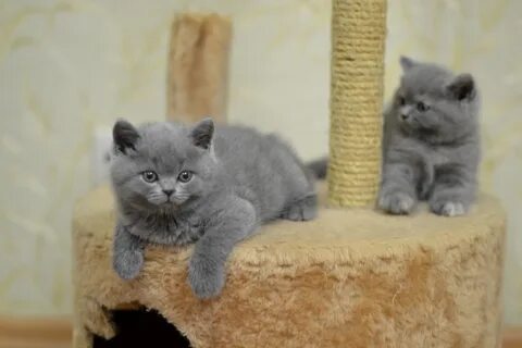 Продаю британских котят