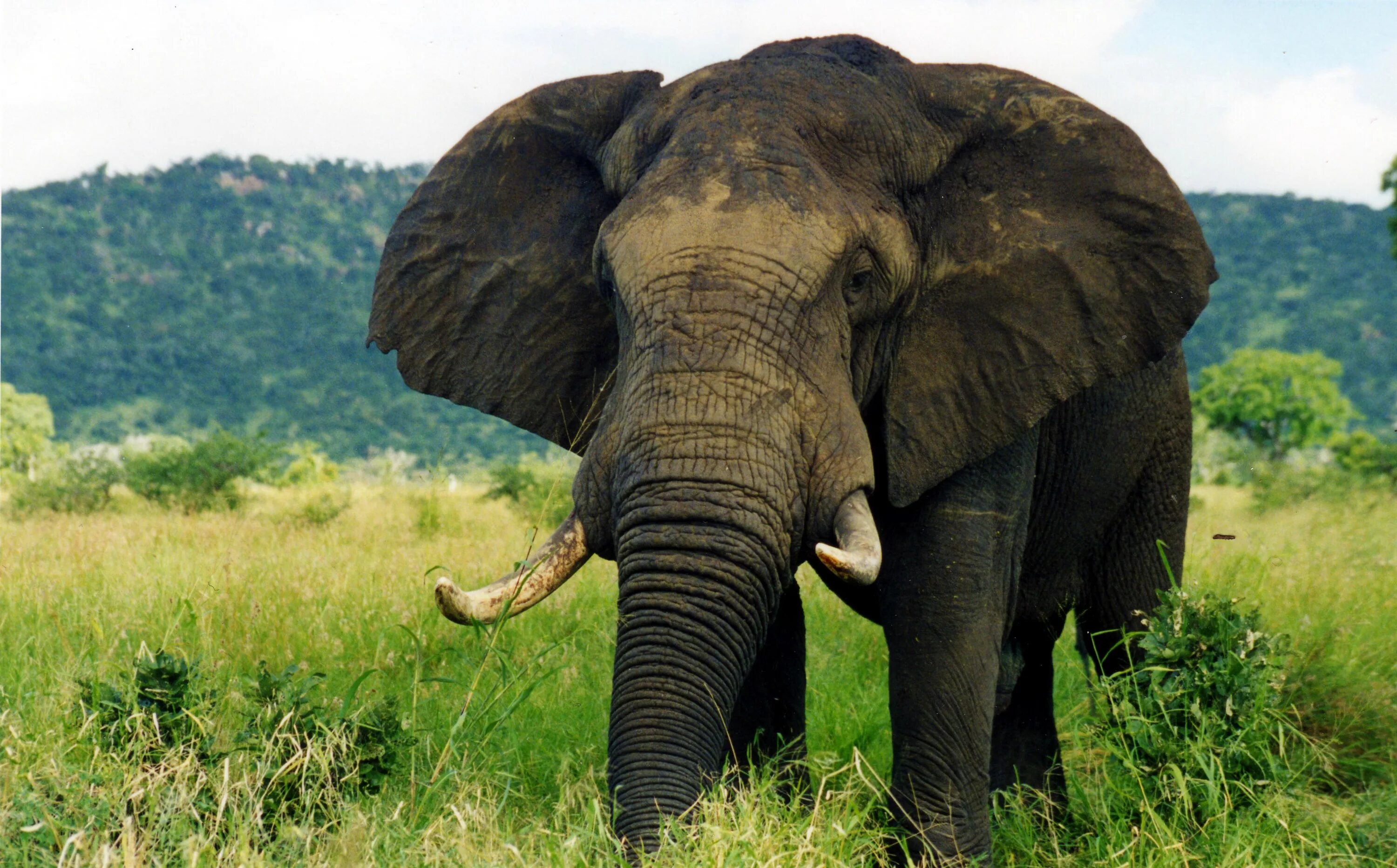 Слоны. Слон фото. Млекопитающие животные слон. Хоботные (млекопитающие). Elephants are big cats