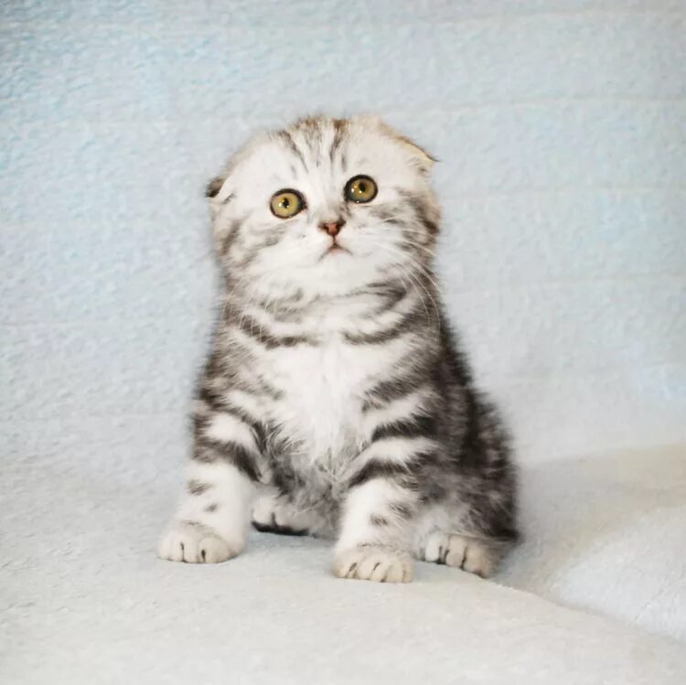 Чем кормить вислоухих кошек. Шотландская вислоухая кошка. Скоттиш-фолд Шотландская вислоухая котята. Котенок вислоухий шотландец 2 месяца. Котята породы скоттиш фолд 1 месяц.