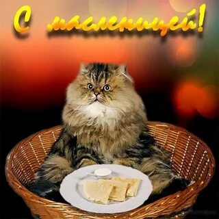 С масленицей картинки с животными