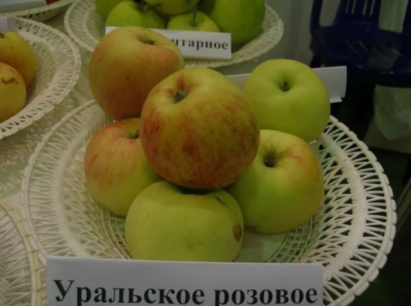 Терентьевка яблоня. Яблоня бельфлёр китайка. Яблоня колоновидная останкино. Яблоня плодовая «уральское розовое». Яблоня уральское наливное.