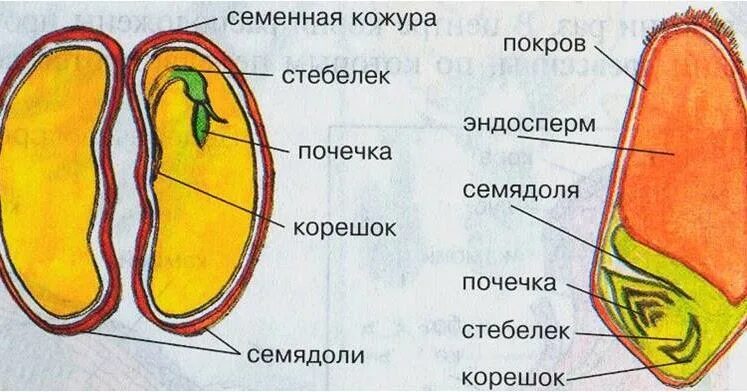 Корешок стебелек почечка семядоля. Корешок стебелек почечка семядоля. Схема строения семени фасоли. Зародыш семени с двумя семядолями. Почечка стебелек эндосперм.