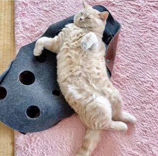 Котики котики мягкие животики