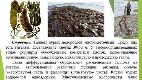Особенности местообитания бурых водорослей