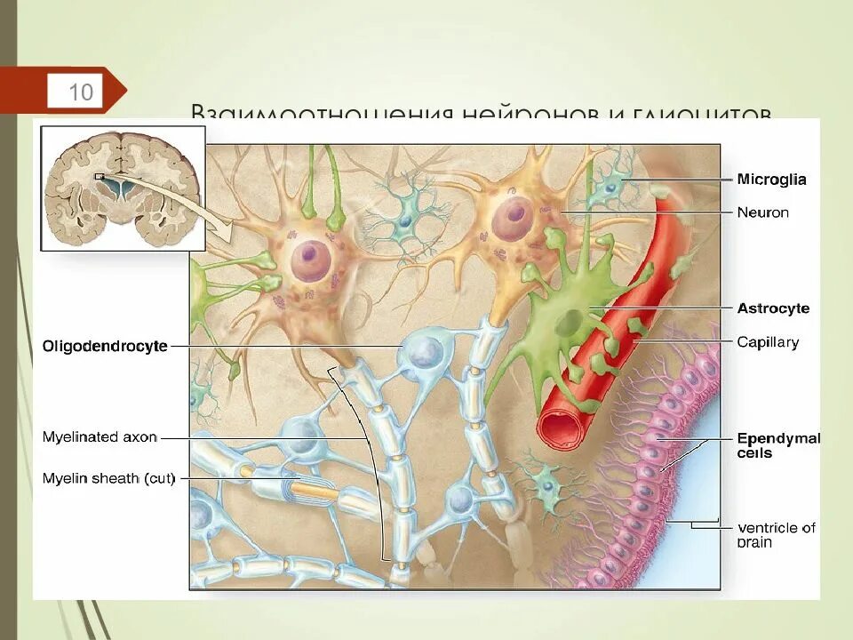 Астроциты мозга. Нервная ткань Нейроны и глиальные клетки. Клетки глии (астроциты, эпендимоциты, олигодендроциты, микроглия).. Клетки нейроглии строение. Клетки глии строение.