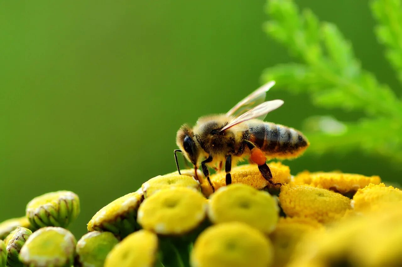 Пыльца стар. Пчелиная пыльца (Bee pollen). Пчела с пыльцой. Пыльца Цветочная. Пчелка в пыльце.