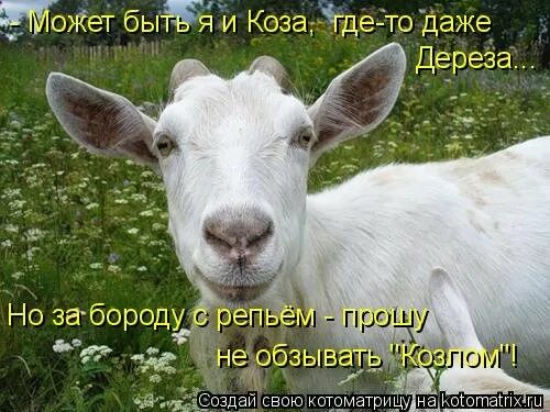 Коза путешественница. Коза не грозила я уходила. Ты козел. Козы в саду. Козёл "привет".