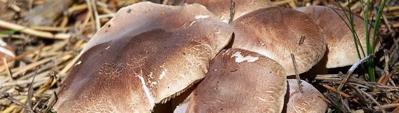 Грибы рядовка бело коричневая фото Грибы тополиная рядовка и зеленушка купить в Волгограде Товары для дома и дачи А