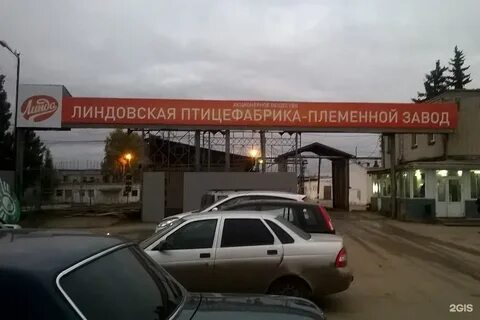 Новгород птицефабрика