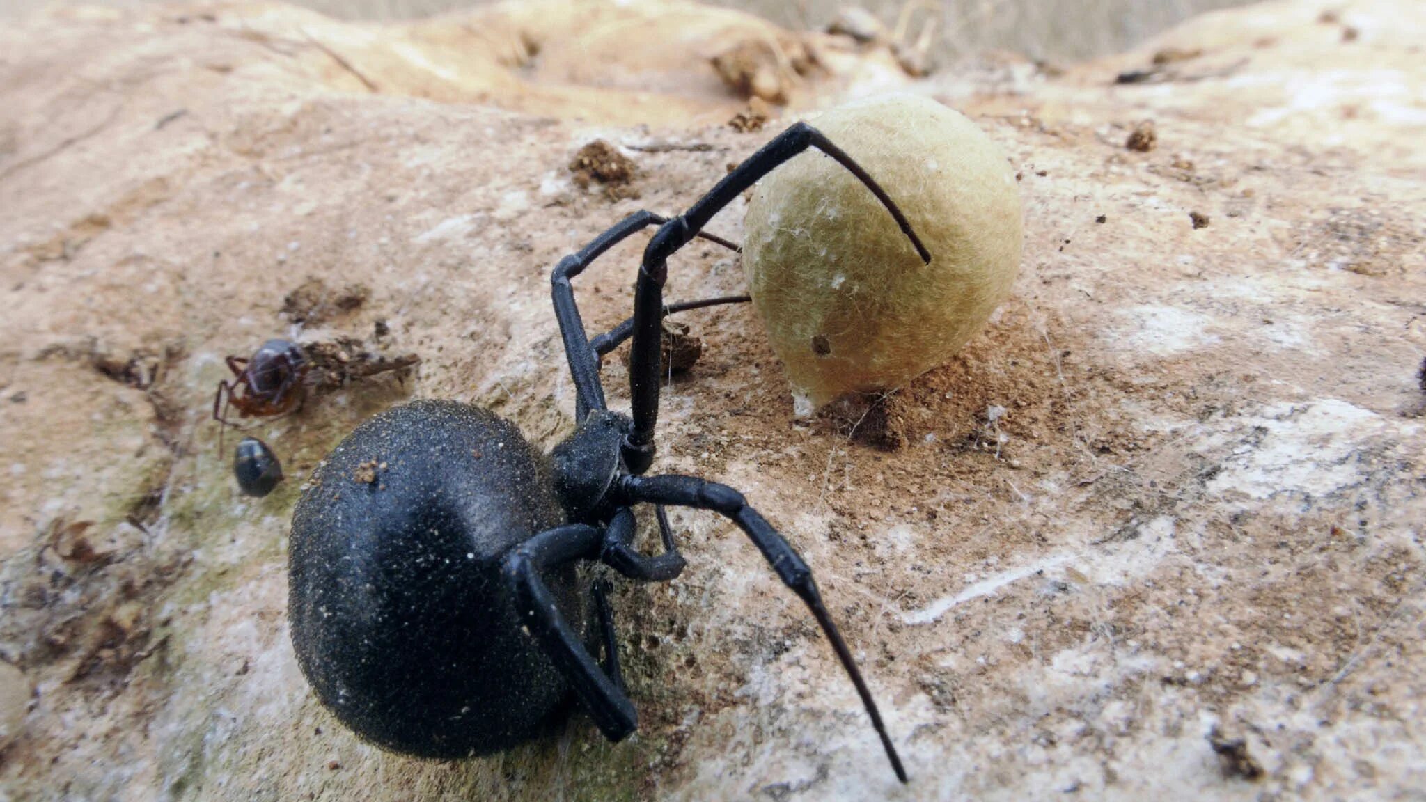 Каракурт Южнорусский. Каракурт паук. Каракурт (Latrodectus tredecimguttatus). Каракурт паук кокон.