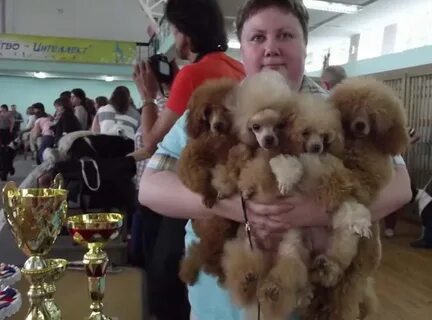 Питомник пуделей в москве
