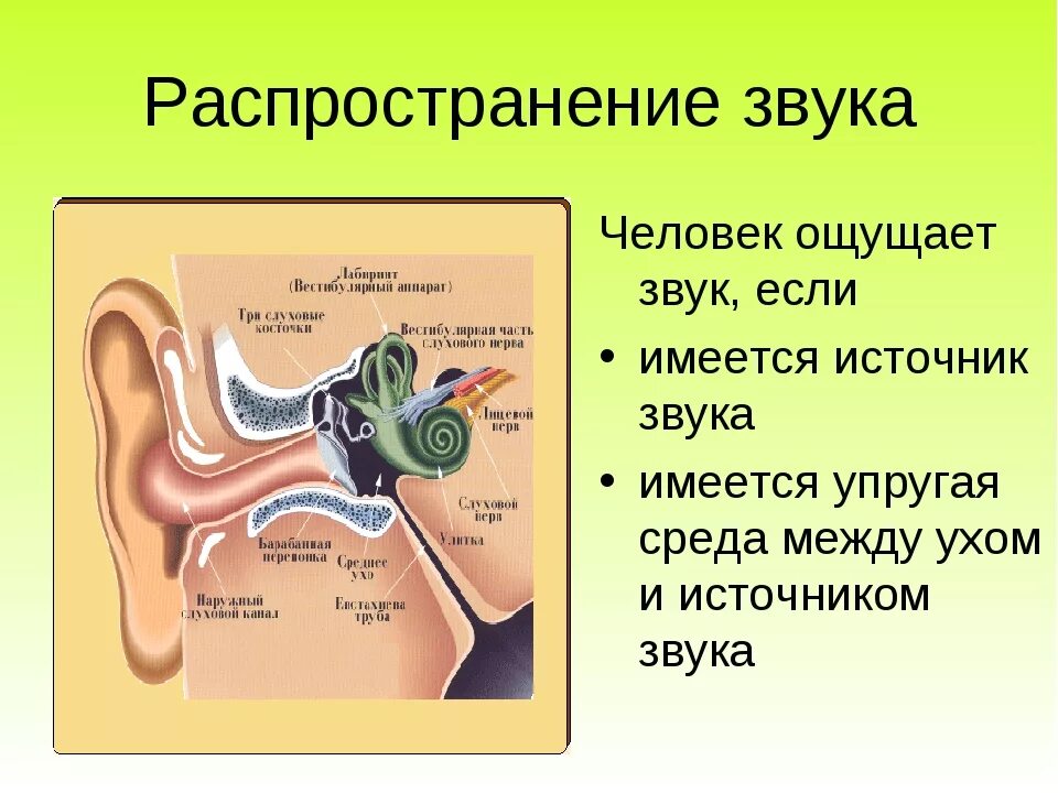 Распространение звука звука. Схема распространения звука в органе слуха. Локализация источника звука.