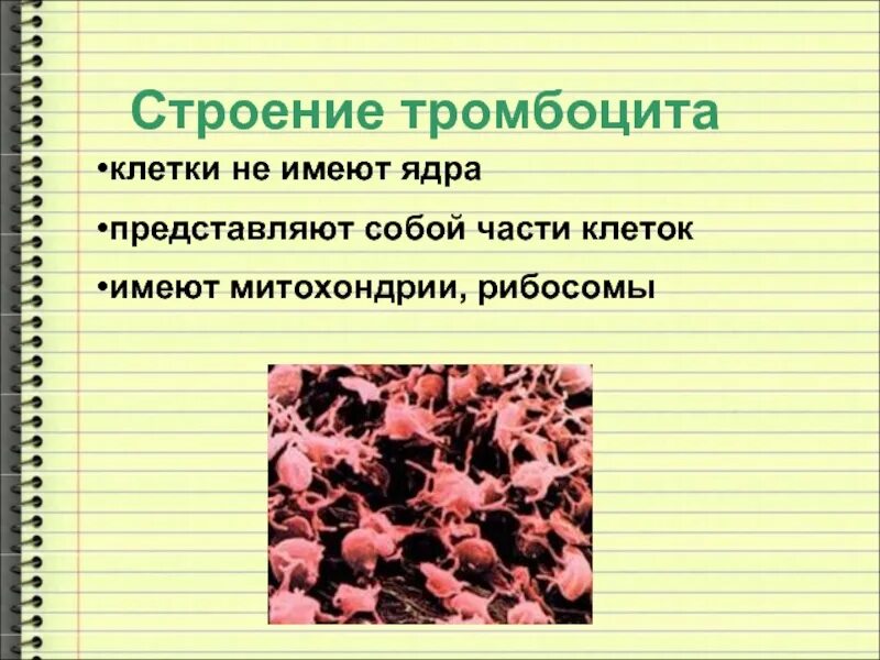 Строение тромбоцитов человека. Строение тромбоцитов. строение крови. тромбоциты строение клетки.
