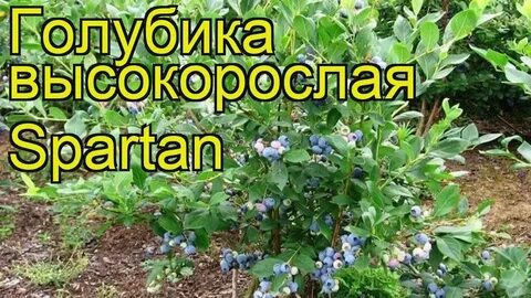 Спартан голубика описание