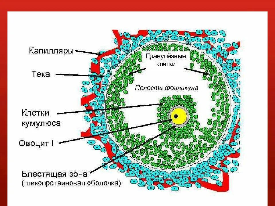 Граафов пузырек яичника. Строение фолликула гистология. ТЕКА клетки яичника. ТЕКА яичника гистология. Строение фолликула яичника гистология.