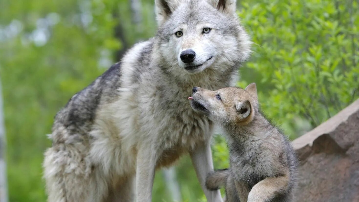 Moly wolf