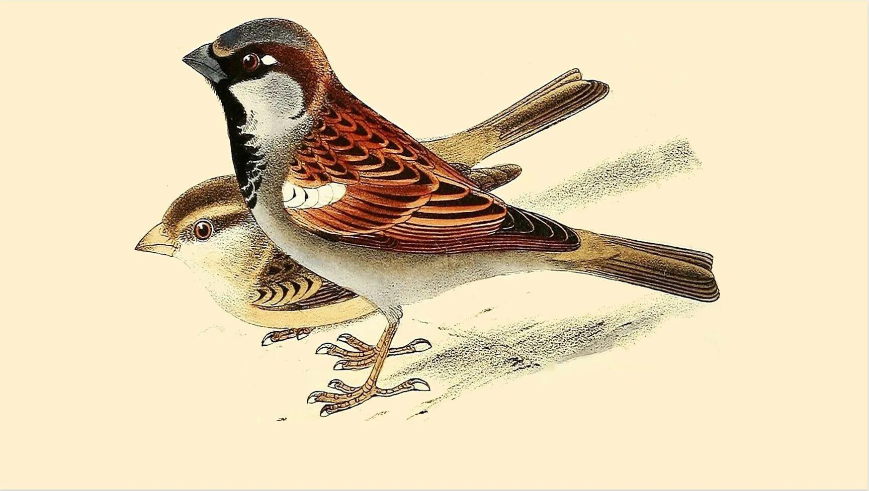 Максим горький воробьишко иллюстрации. Презентация растрепанный воробей. Максим горький воробей. Воробей мультяшный. Воробей мультяшный.