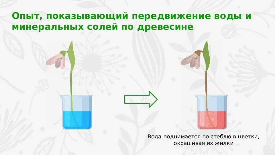 Опыты с растениями. Опыт доказывающий наличие корневого давления у растений. Опыты с водой и растениями. Стебель опыты. Опыты передвижение воды и минеральных веществ.