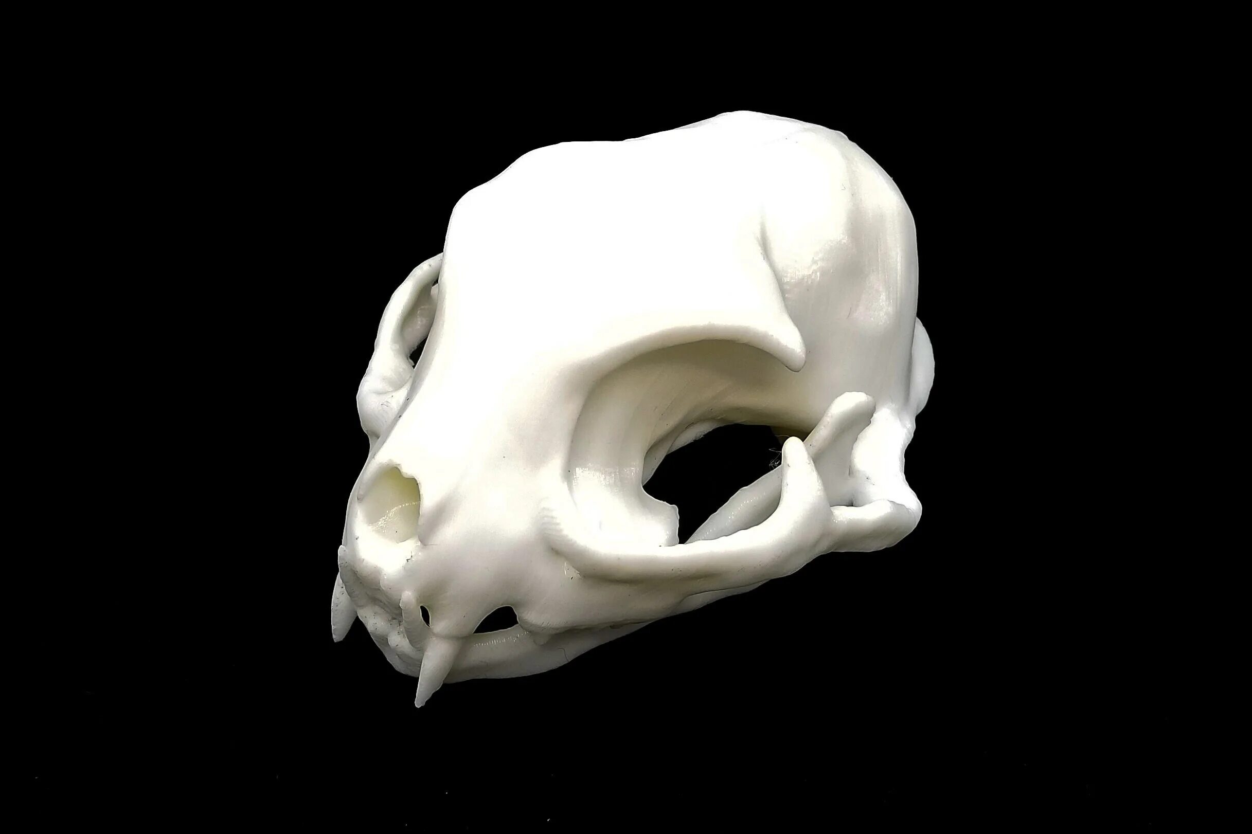Кошачий череп. Череп кошки 3д модель. череп кошки 3д. маска кошачий череп 3д модель.