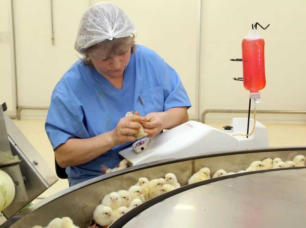 вакцинатор для птицы. вакцинация цыплят. псевдочума у бройлеров. вакцинация цыплят на птицефабрике. таблица вакцинации цыплят несушек.