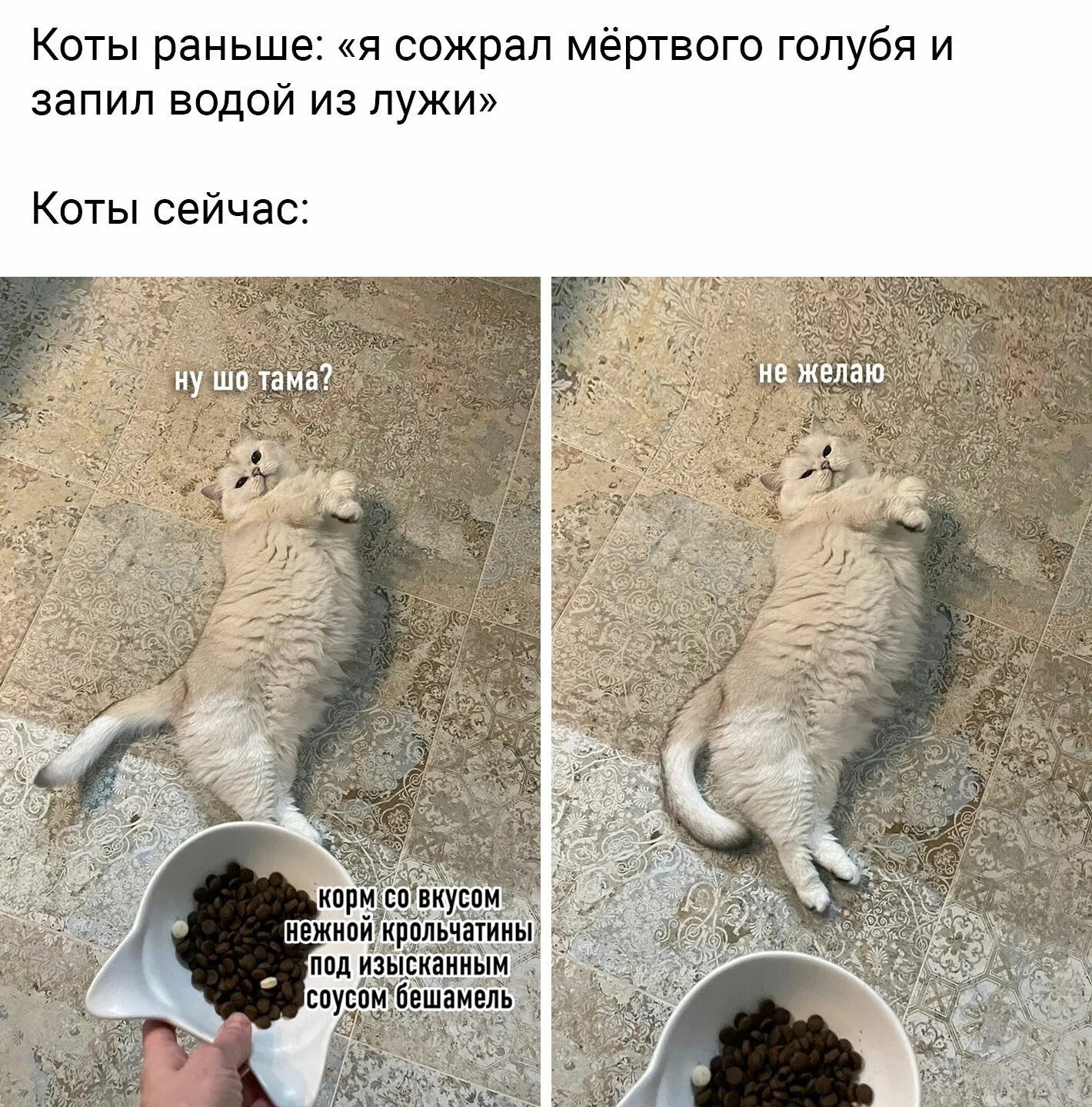 Коты раньше. Коты раньше коты сейчас. Коты мемы. Кот не желаю. Зная о конкурсе мною было заранее