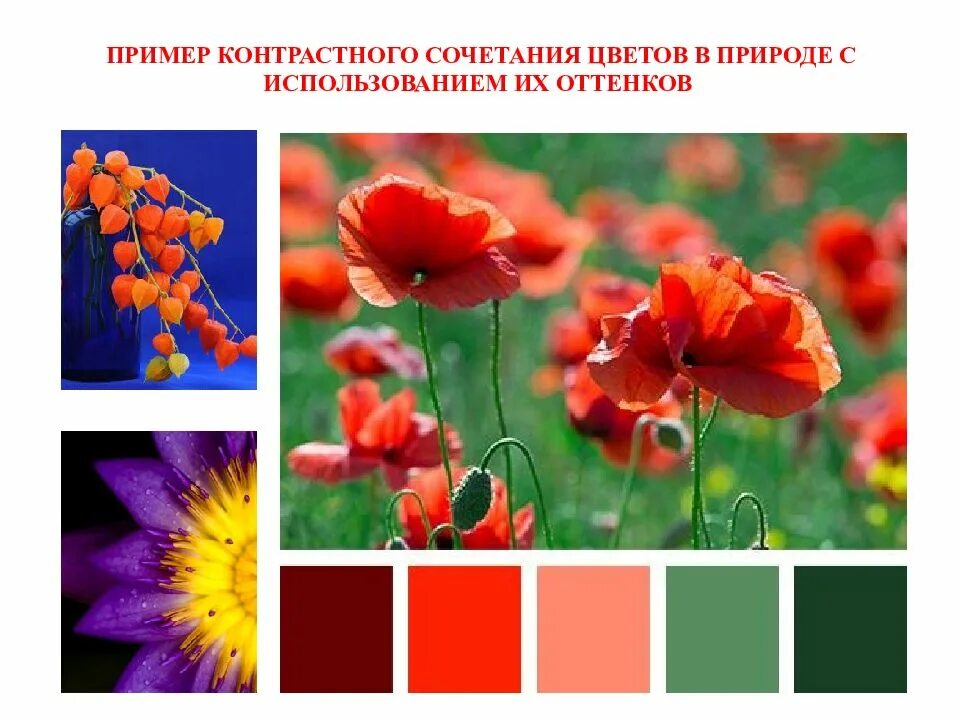 Что такое контраст в цветовой гамме Цветоведение. Тест презентация, доклад, проект скачать