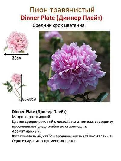 Пион совместимость. Пион диннер плейт. пион травянистый диннер плейт. пион молочноцветковый диннер плейт. пион диннер плейт описание.