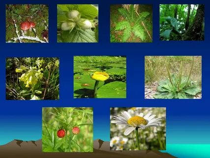 Вывод цветковых растений: советы по уходу и размножению Альбом идей kudosvao.ru