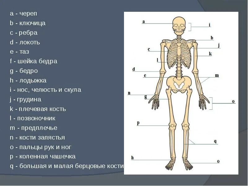 Строение тела ключица. Строение скелета ключица. Скелет ключица человека анатомия. Части тела человека ключица.