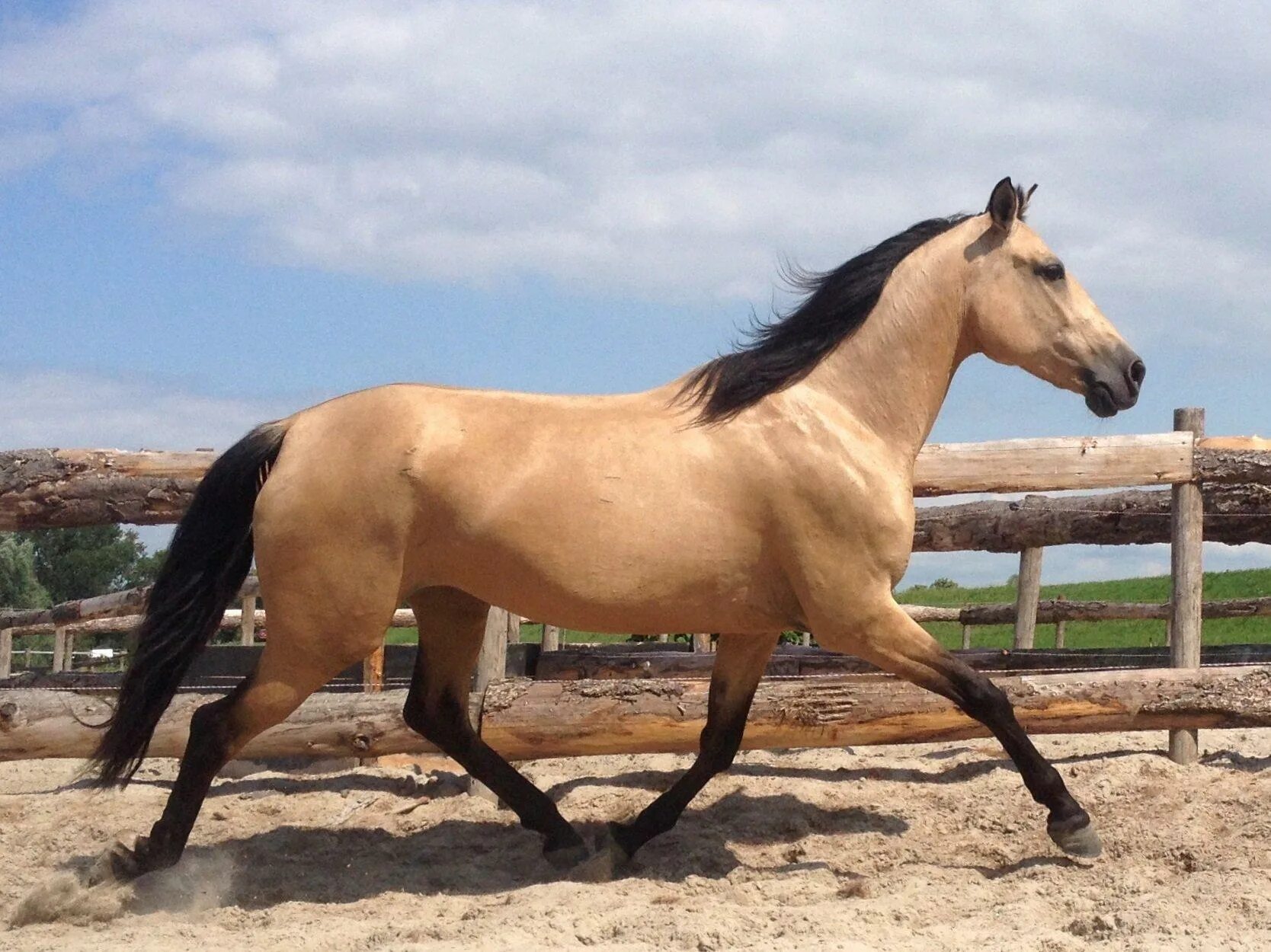 Буланой ноги. Буланой ноги. Саврасая масть. Бакскин лошадь. Соловый лузитано.