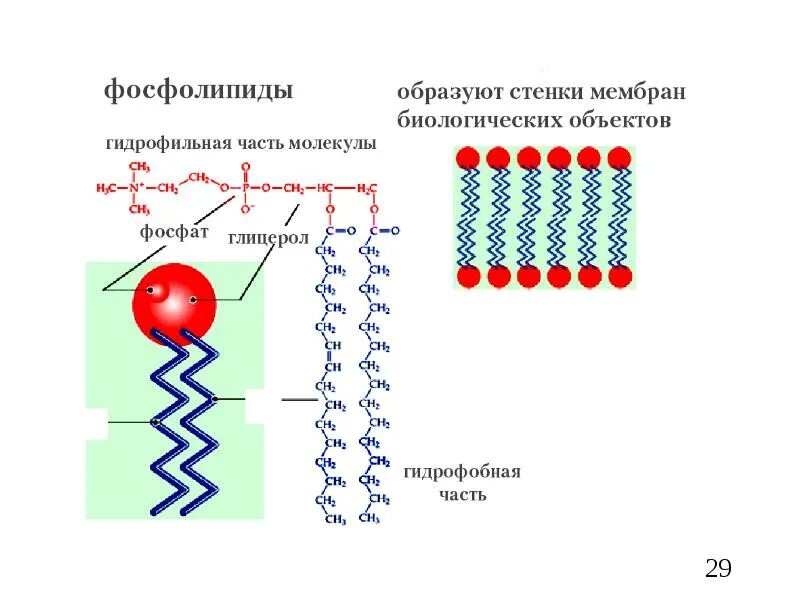Фосфолипид строение схема. Гидрофильная и гидрофобная часть молекул фосфолипидов рисунок. Фосфолипиды гидрофильный и гидрофобный части. Фосфолипиды в мембране.